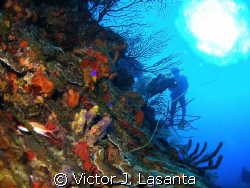 at the wall in v.j.levels dive site at parguera area, PUE... by Victor J. Lasanta 